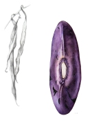 julia-groves-runner-bean-phaseolus-cocconeus